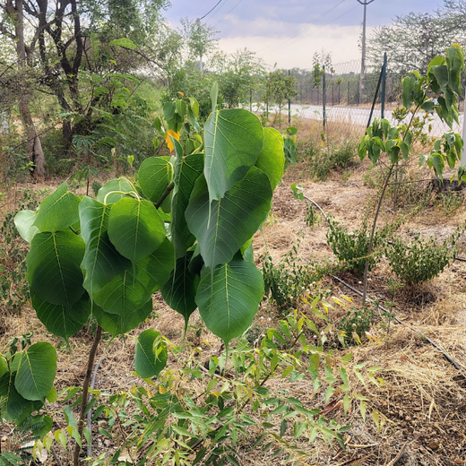 Azbil's Urban Forest Initiative: Empowering Employees, Enriching Ecosystems – 6 months