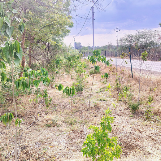 Azbil's Urban Forest Initiative: Empowering Employees, Enriching Ecosystems – 6 months