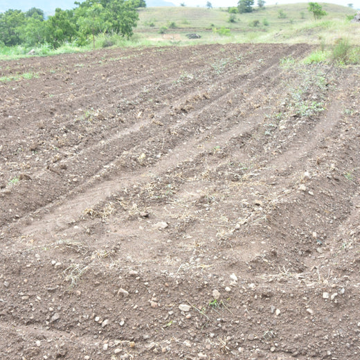 Agroforestry for a Sustainable Tomorrow: Bajaj Allianz General Insurance's ESG Initiative – Planting