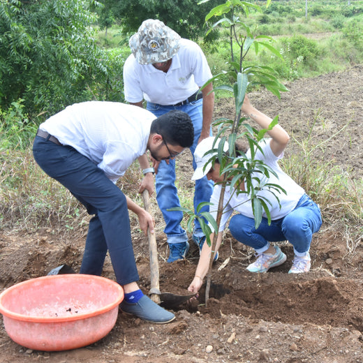 Agroforestry for a Sustainable Tomorrow: Bajaj Allianz General Insurance's ESG Initiative – 6 months