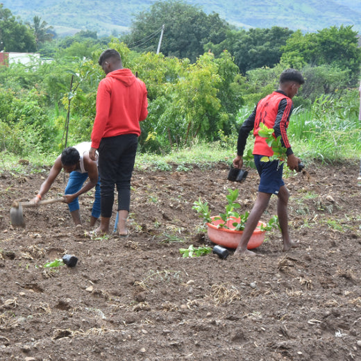 Agroforestry for a Sustainable Tomorrow: Bajaj Allianz General Insurance's ESG Initiative – Planting