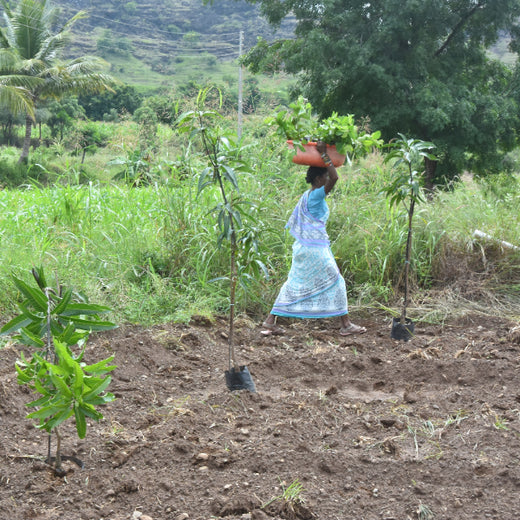 Agroforestry for a Sustainable Tomorrow: Bajaj Allianz General Insurance's ESG Initiative – Planting