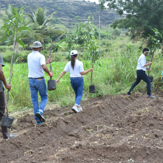 Agroforestry for a Sustainable Tomorrow: Bajaj Allianz General Insurance's ESG Initiative – 6 months
