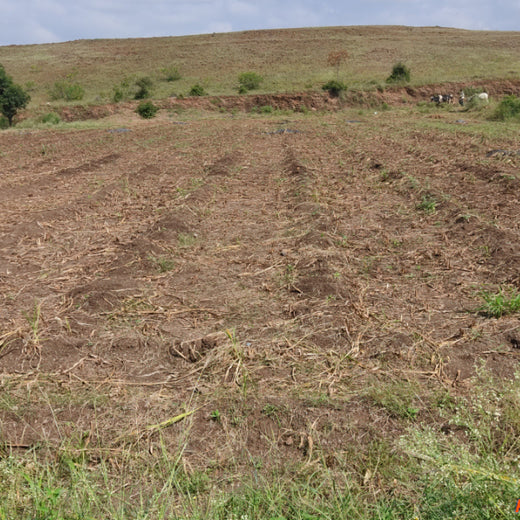 Agroforestry for a Sustainable Tomorrow: Bajaj Allianz General Insurance's ESG Initiative – Planting
