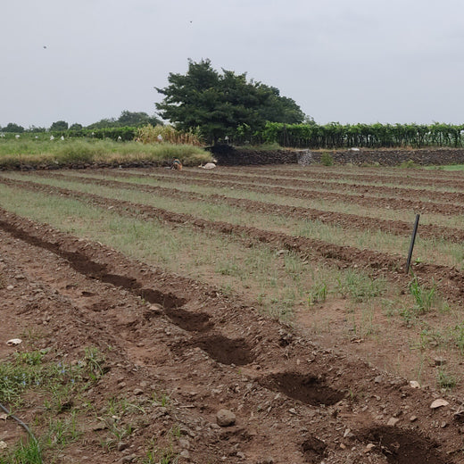 Agroforestry for a Sustainable Tomorrow: Bajaj Allianz General Insurance's ESG Initiative – Planting