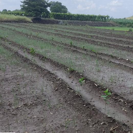 Agroforestry for a Sustainable Tomorrow: Bajaj Allianz General Insurance's ESG Initiative – 1 year