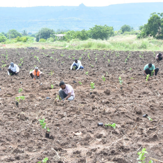 Agroforestry for a Sustainable Tomorrow: Bajaj Allianz General Insurance's ESG Initiative – 6 months