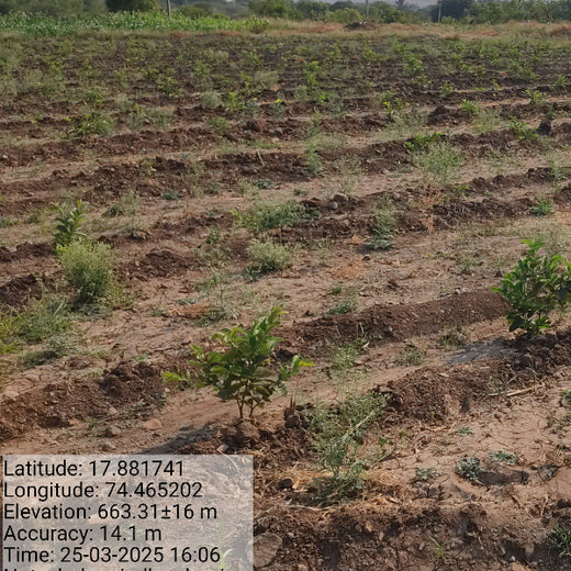 Agroforestry for a Sustainable Tomorrow: Bajaj Allianz General Insurance's ESG Initiative – 2 years