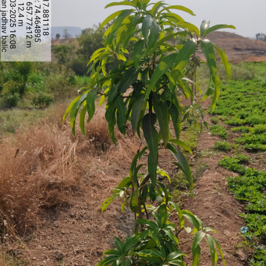 Agroforestry for a Sustainable Tomorrow: Bajaj Allianz General Insurance's ESG Initiative – 2 years