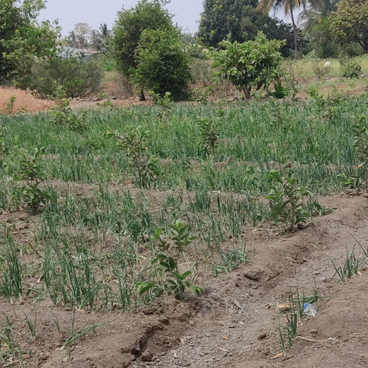 Agroforestry for a Sustainable Tomorrow: Bajaj Allianz General Insurance's ESG Initiative – 2 years