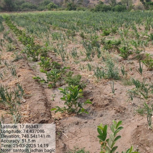 Agroforestry for a Sustainable Tomorrow: Bajaj Allianz General Insurance's ESG Initiative – 2 years
