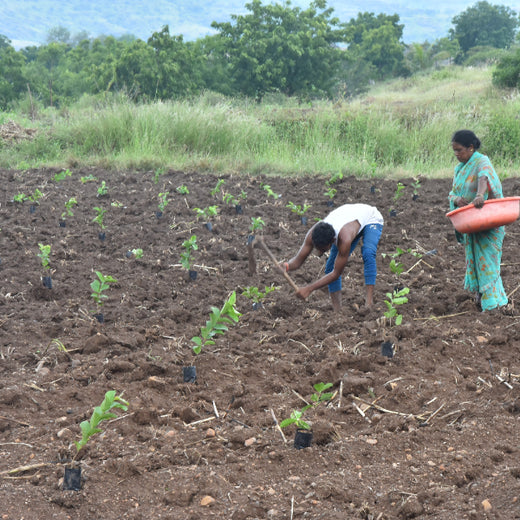 Growing Green: Bajaj Allianz Life Insurance’s Agroforestry Initiative – Planting