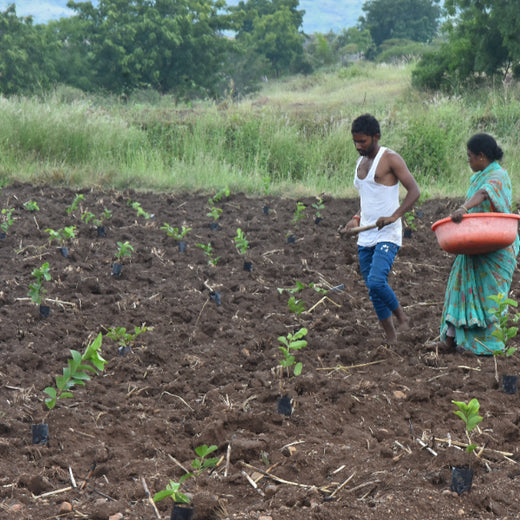 Growing Green: Bajaj Allianz Life Insurance’s Agroforestry Initiative – Planting