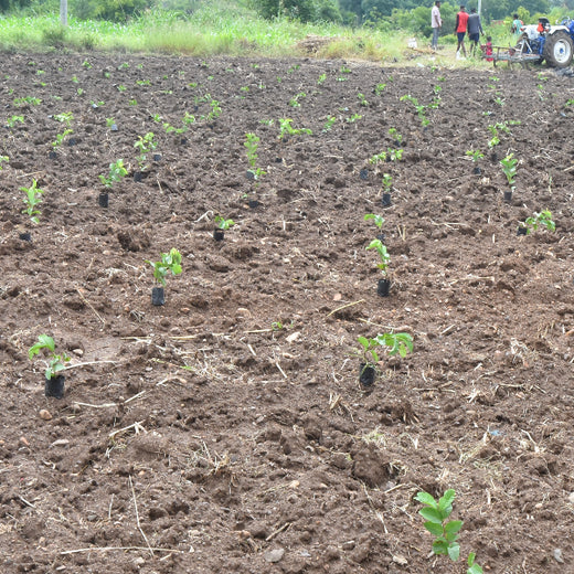 Growing Green: Bajaj Allianz Life Insurance’s Agroforestry Initiative – Planting