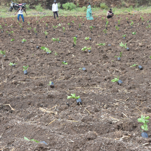 Growing Green: Bajaj Allianz Life Insurance’s Agroforestry Initiative – Planting