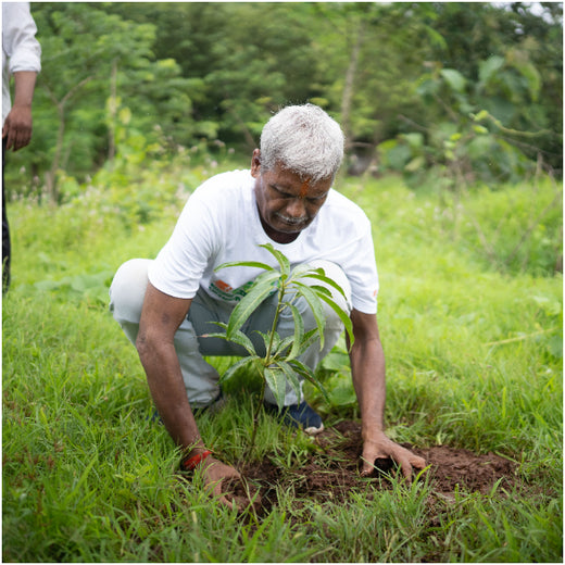 A Century and Beyond: Bank of Baroda's Green Celebration for 117 Years – Planting