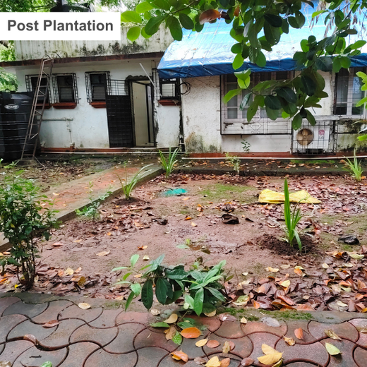 Bank of Baroda’s MMCR Urban Forest Initiative: A Green Milestone for 117th Foundation Day – 6 months