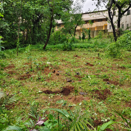 Bank of Baroda’s MMCR Urban Forest Initiative: A Green Milestone for 117th Foundation Day – 6 months