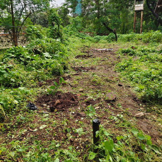 Bank of Baroda’s MMCR Urban Forest Initiative: A Green Milestone for 117th Foundation Day – 6 months