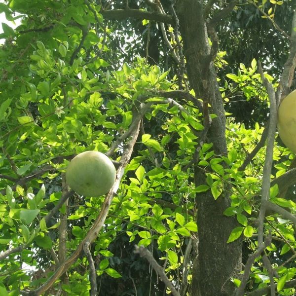 Belpatra Trees for Shiv Ji near Mahakaleshwar Jyotirlinga