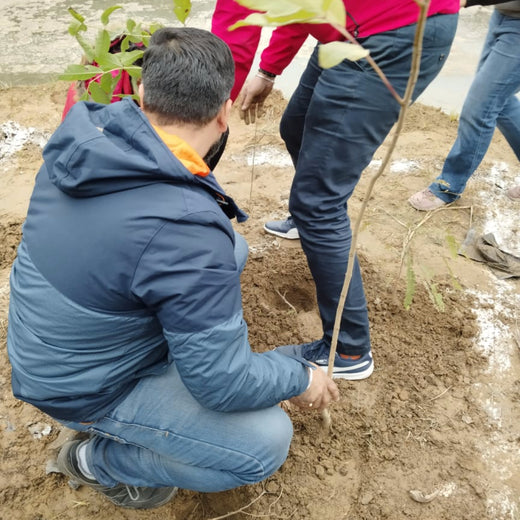 Brenntag's Green Initiative: Employee Tree Plantation in Gurgaon – Planting