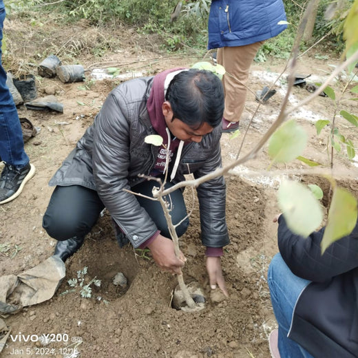 Brenntag's Green Initiative: Employee Tree Plantation in Gurgaon – Planting