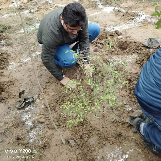 Brenntag's Green Initiative: Employee Tree Plantation in Gurgaon – Planting