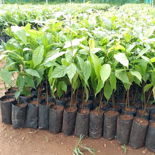 Brenntag's Green Initiative: Employee Tree Plantation in Gurgaon – Planting