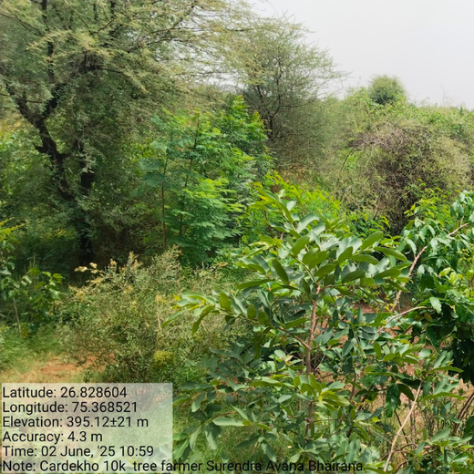 Trees for Tomorrow: Girnar Soft’s Sustainable Agriculture Initiative – 1 year