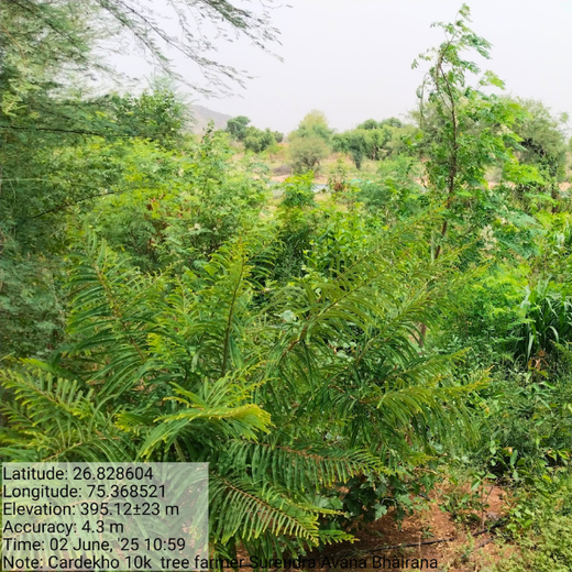 Trees for Tomorrow: Girnar Soft’s Sustainable Agriculture Initiative – 1 year