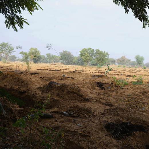 Trees for Tomorrow: Girnar Soft’s Sustainable Agriculture Initiative – Planting