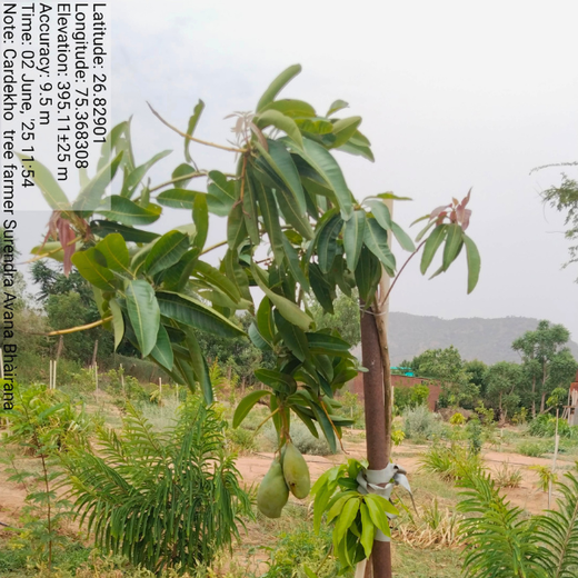 Trees for Tomorrow: Girnar Soft’s Sustainable Agriculture Initiative – 1 year