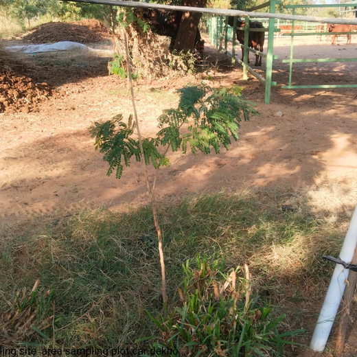 Trees for Tomorrow: Girnar Soft’s Sustainable Agriculture Initiative – 6 months