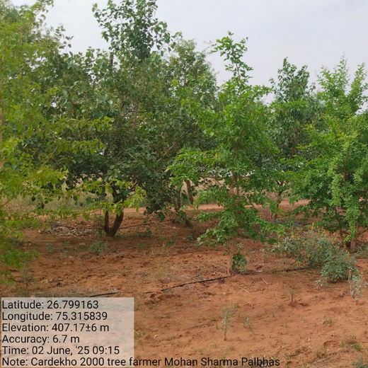 Trees for Tomorrow: Girnar Soft’s Sustainable Agriculture Initiative – 1 year