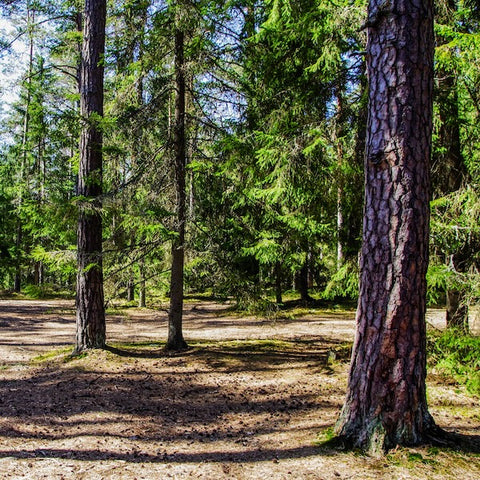 Trees for Carbon Neutral Meetings: Transform Your Events