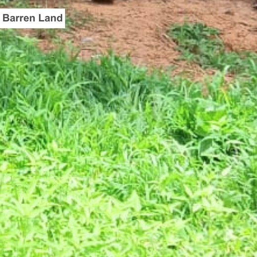 A Breath of Fresh Air: Cloudnine Hospitals' Commitment to Urban Forests – Planting
