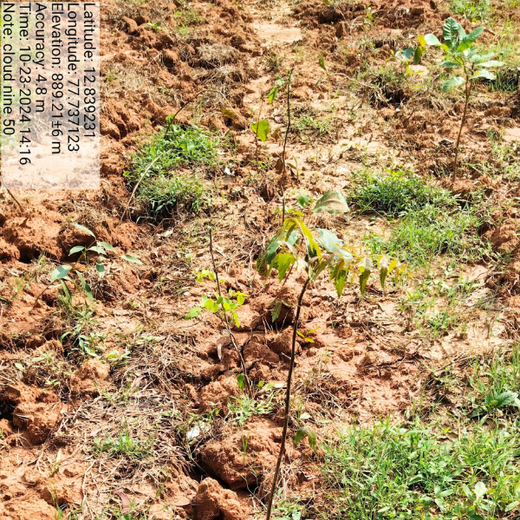 A Breath of Fresh Air: Cloudnine Hospitals' Commitment to Urban Forests – 6 months