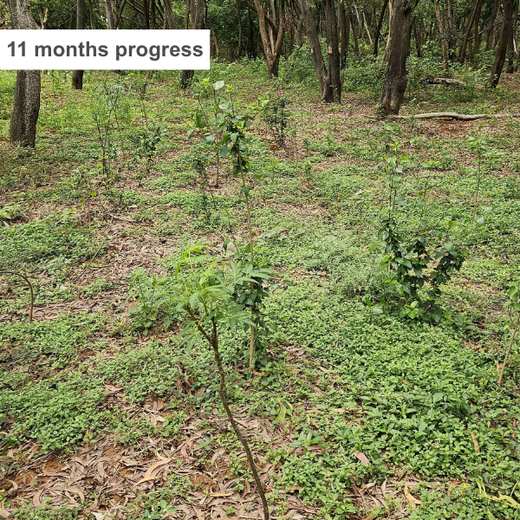A Breath of Fresh Air: Cloudnine Hospitals' Commitment to Urban Forests – 6 months
