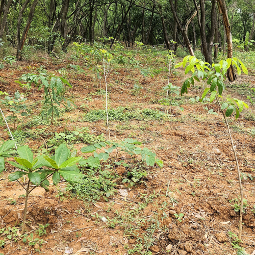 A Breath of Fresh Air: Cloudnine Hospitals' Commitment to Urban Forests – 6 months