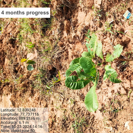A Breath of Fresh Air: Cloudnine Hospitals' Commitment to Urban Forests – 6 months