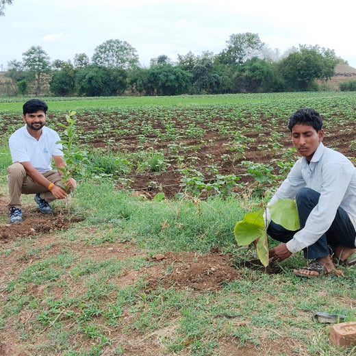 Branching Out: Digital Achievers Hub's Green Initiative for Subscribers – Planting