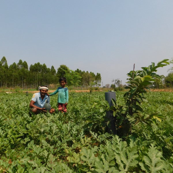 Trees for Farmers