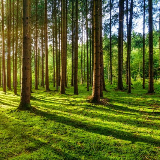 Trees for Ahmedabad