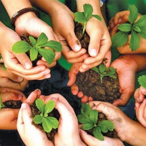 Trees for Independence Day: Celebrate Freedom by Planting