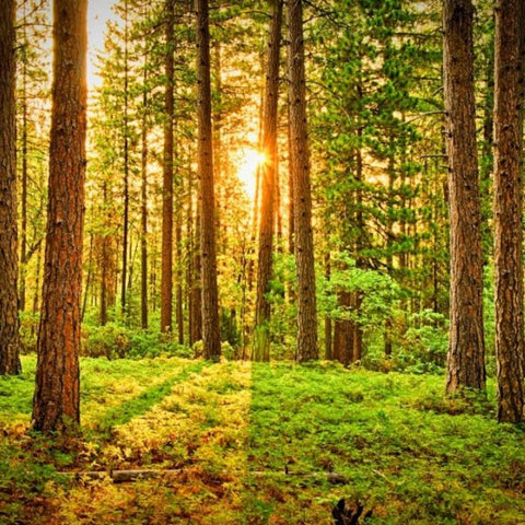 Trees for Pitru Paksha: Honor Ancestors with Sacred Tree Planting