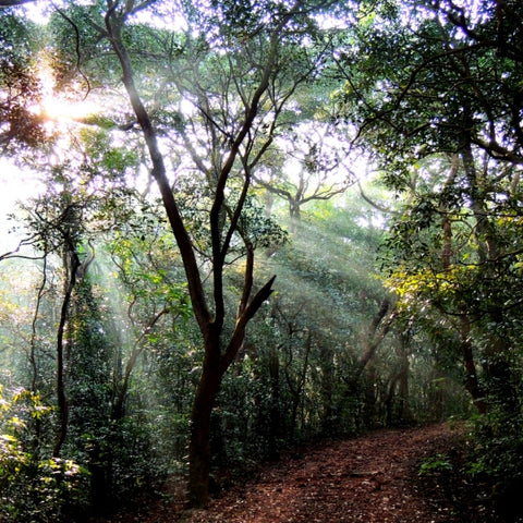 Trees for Republic Day: Honor India's Freedom with Tree Planting