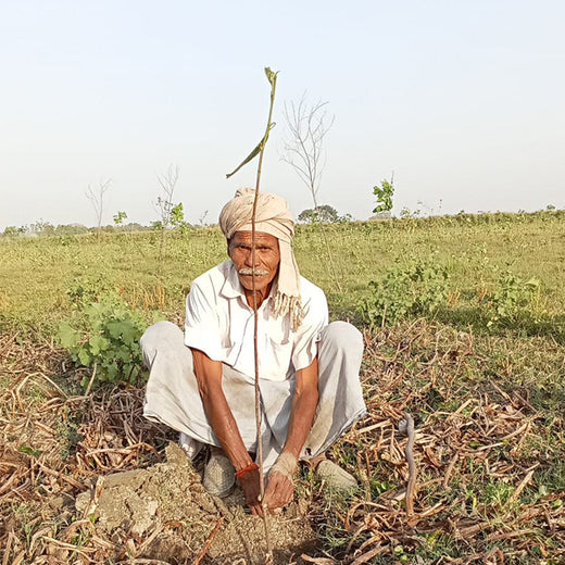 Elevating Style, Enriching Soil – Oliver+’s Agroforest Vision – Planting