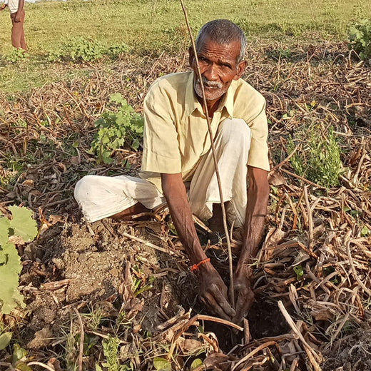 Gifting Trees, Growing Futures: Trusted Donations' Eco-Friendly Initiative – Planting