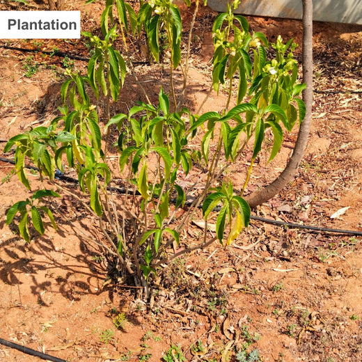 GoSharpener: Empowering Young Minds to Drive Sustainable Action – Planting