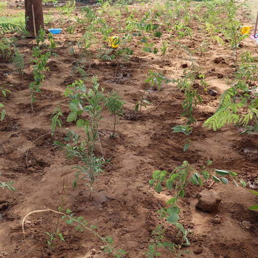 Group Landmark's ROAR (Reduce to Zero, Add Responsibility) Initiative: Miyawaki Forests – 6 months